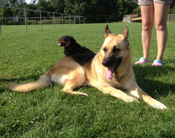 jenny the gsd pictured with a little dog