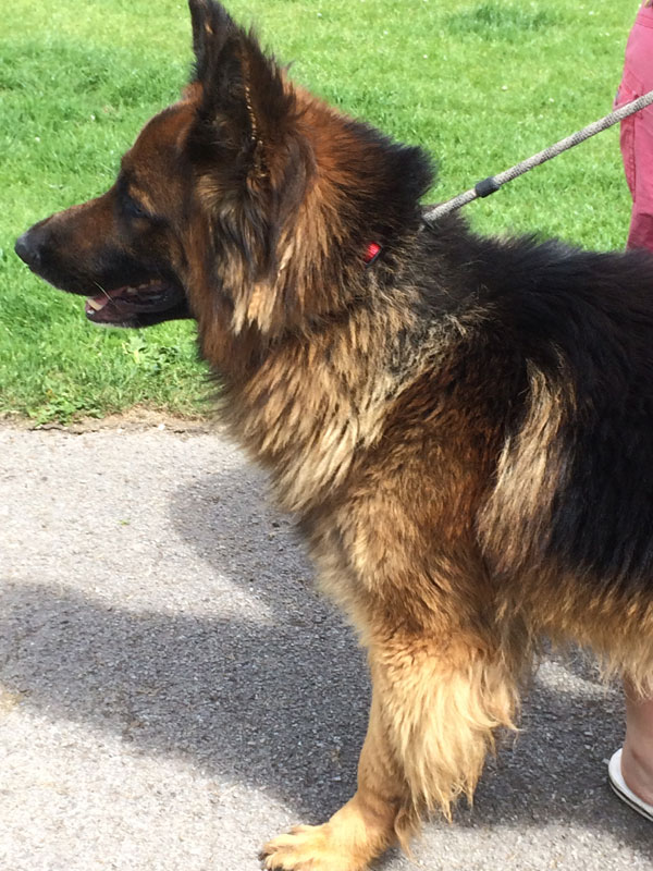 jensen the gsd is stressed at being in kennels