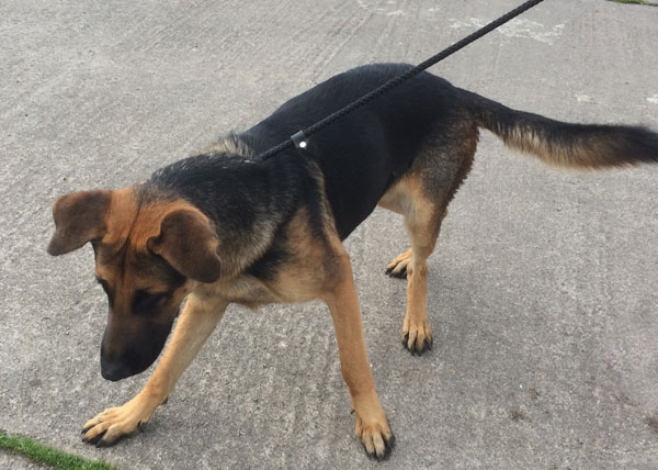 Jerad the gsd says - I washed my ears now I can't do a thing with them