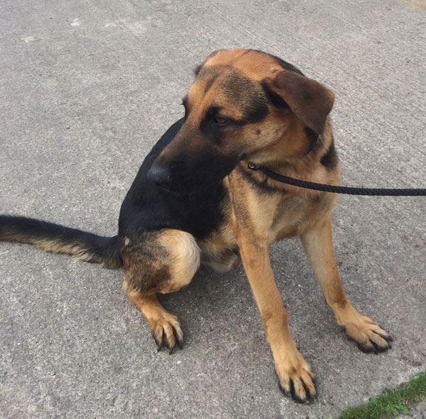 jerad young german shepherd sitting nicely