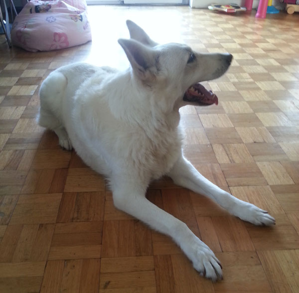 jess older white gsd