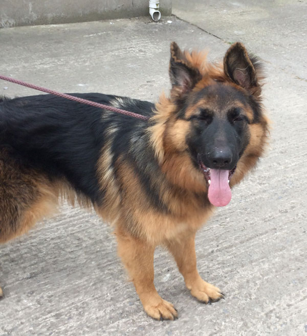 beautiful youn german shepherd puppy