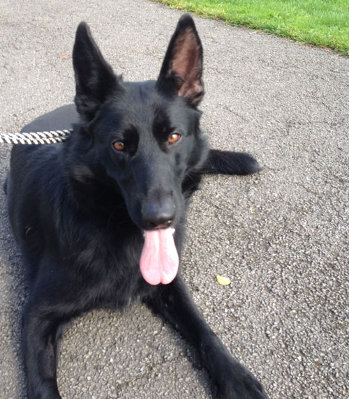 jet the black short coat german shepherd