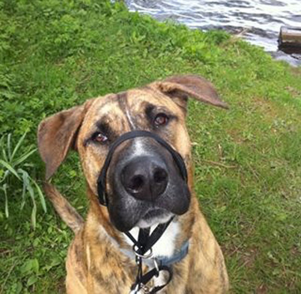 joey the gsd bull dog cross loves his walks