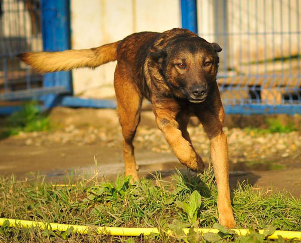 Lovely young romanian dog that now needs a nice home where he will be treated with love and kindness