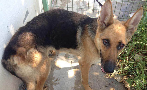 Julie the gsd in Cyprus is such a pretty girl