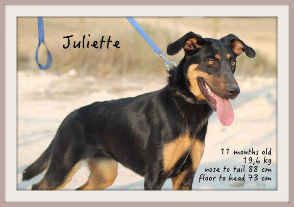 lady juliette german shepherd cross