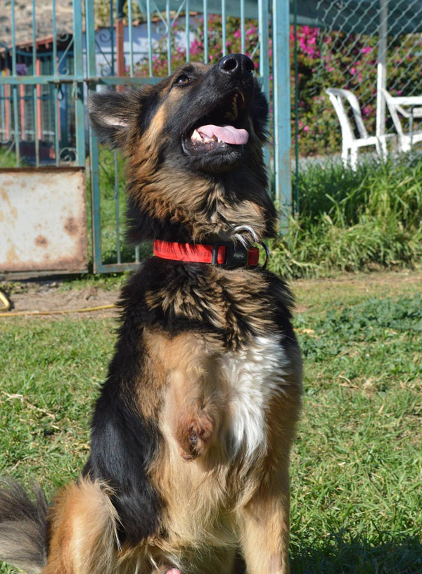 Poor Juno the gsd lost his front leg because of infection but it doesn't hinder him at all.