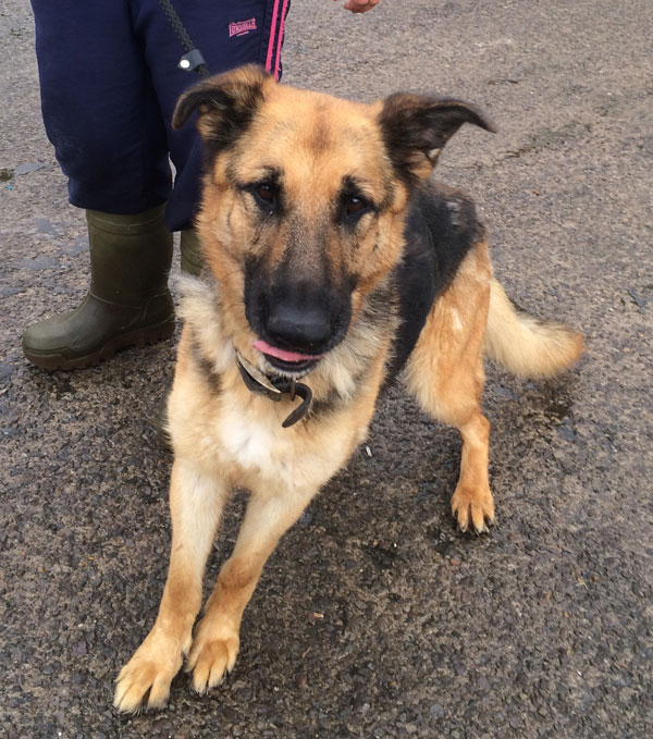 juno the gsd says please take me home