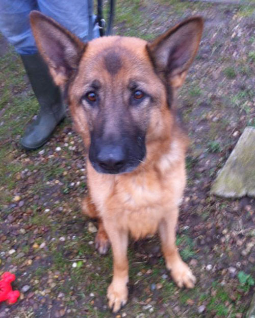 kai beautiful young gsd looking for a new home