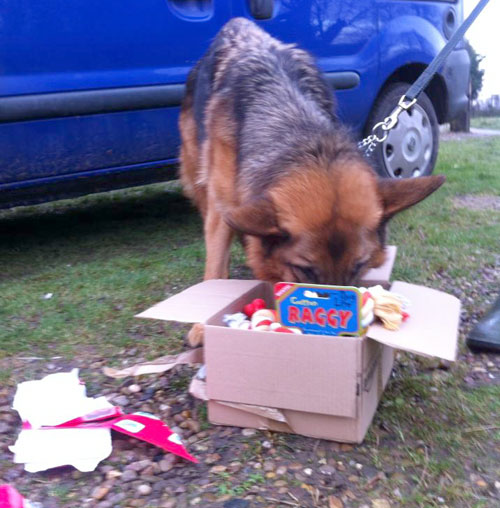 kai the gsd opening her xmas presents