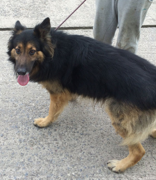 kaiser gsd a little stressed at being in kennels