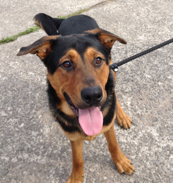 kaiser gsd rottie cross puppy