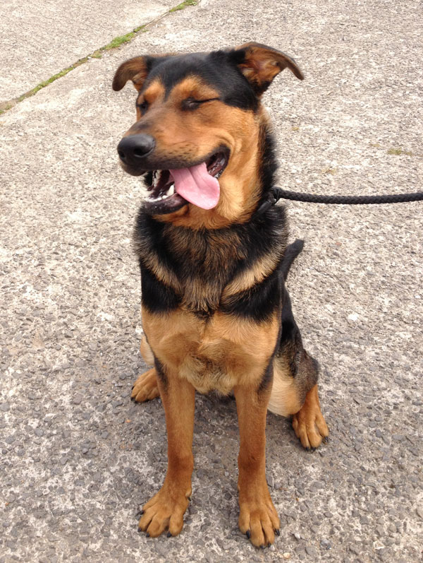 kaiser gsd rottie cross