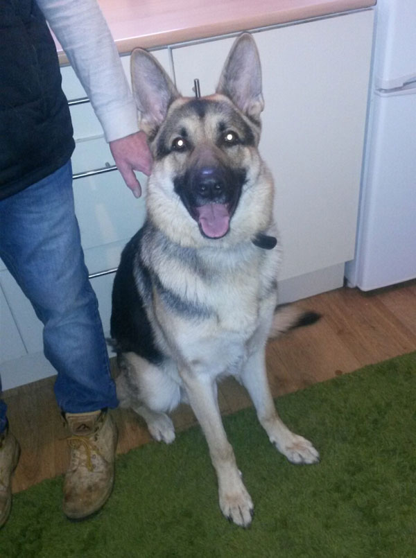 A young german shepherd dog with huge potential