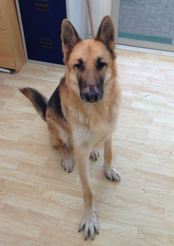 kaiser gsd who is bored and stressed