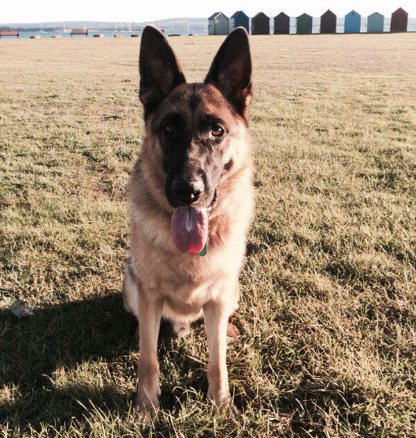 Kaos the GSD loves his seaside holidays