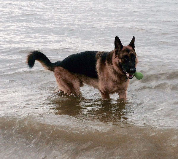 Kaos the GSD loves to swim