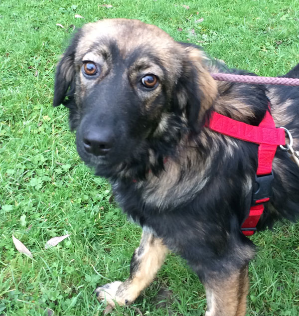 Kara the carpathian puppy also looking a little worried