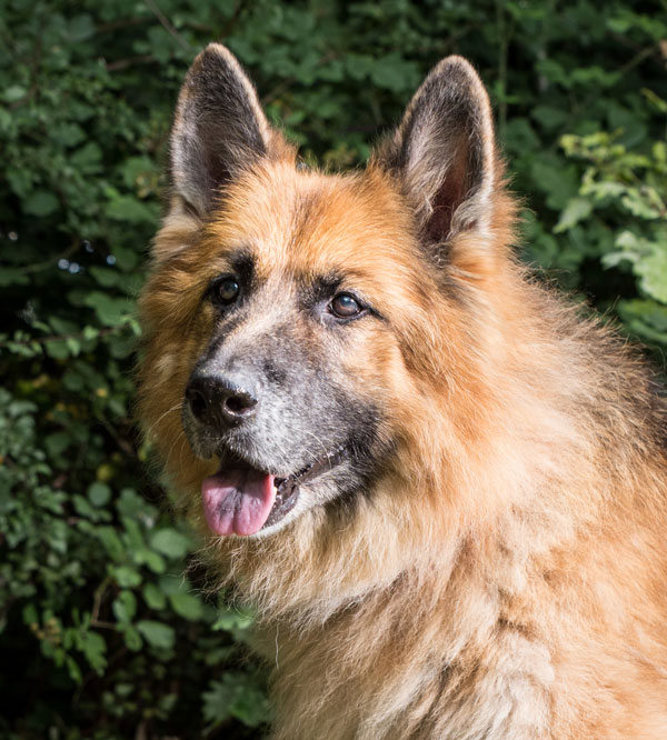 gorgeous older gsd