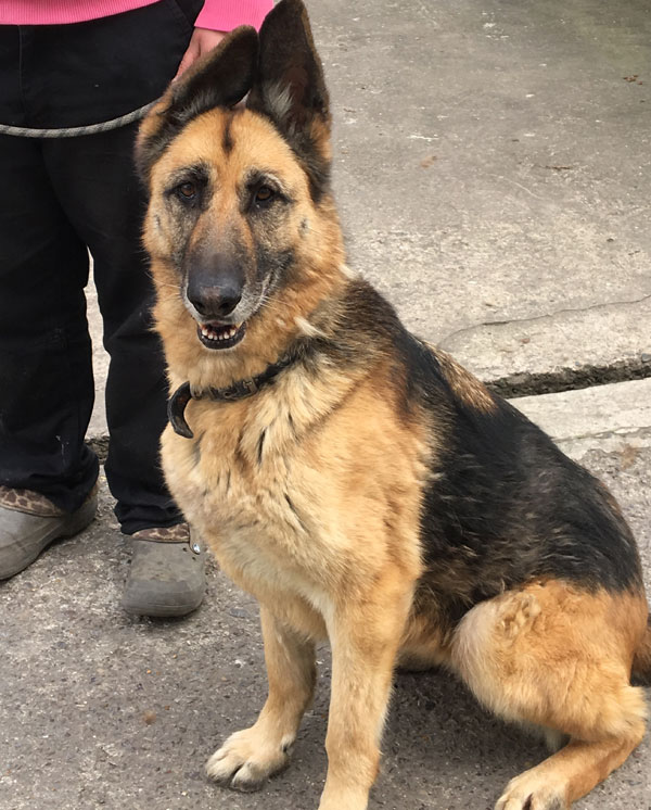 kelsey the gsd has huge ears