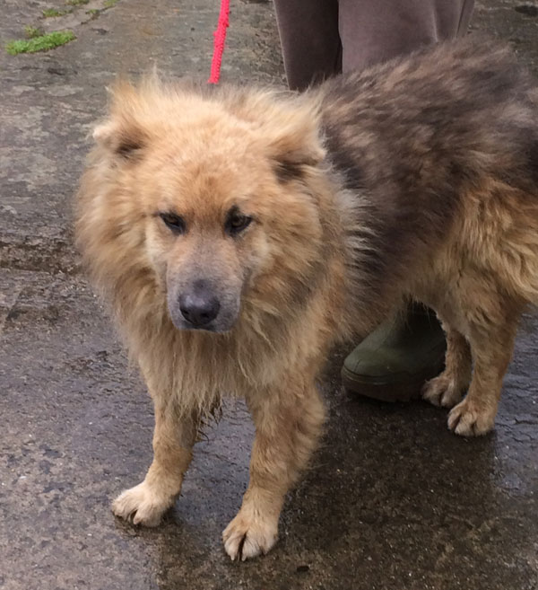 Poor Khan is very stressed in kennels