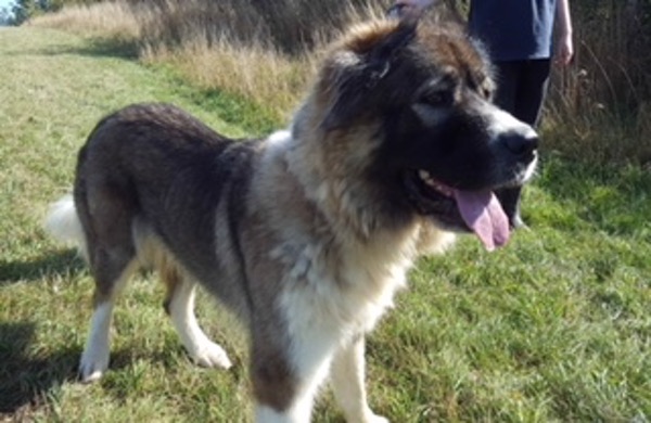 Kiz Caucasian Shepherd - Cirencester