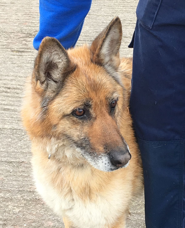 lovely lara, older german shepherd