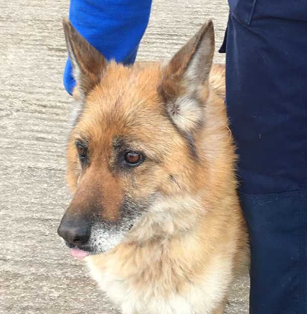 lar the gsd looks a little worried at her new temporary home