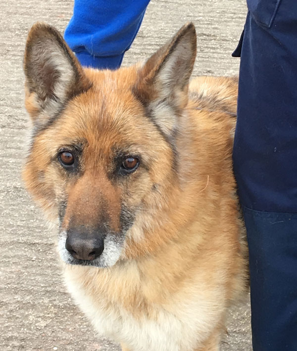 older german shepherd with beautiful eyes