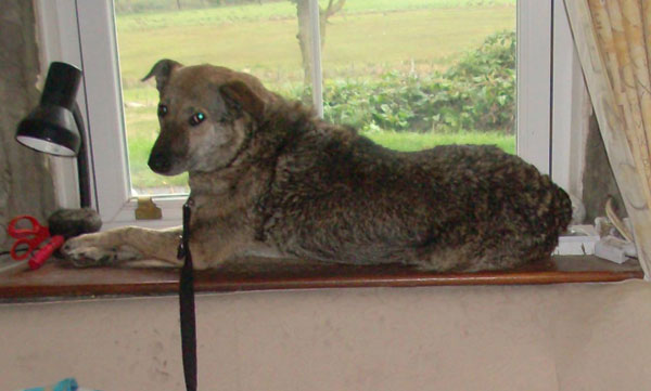 lemmy sitting on the window ledge