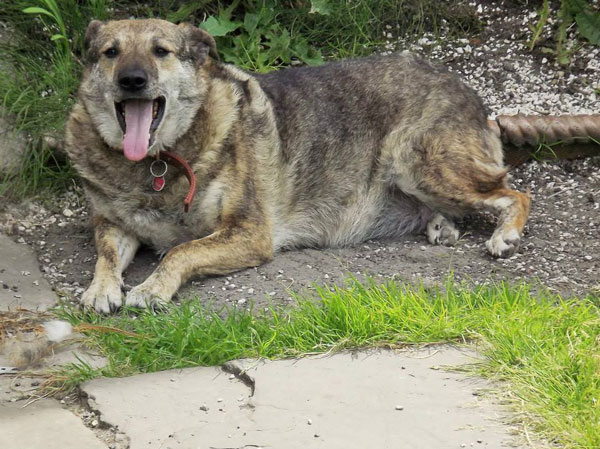 lemmy the gsd cross relaxing