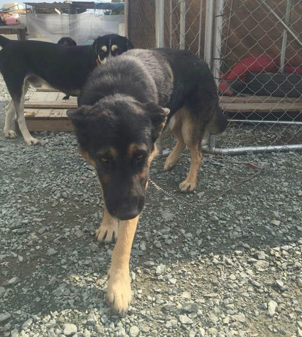 leon the poor gsd at the dog pound