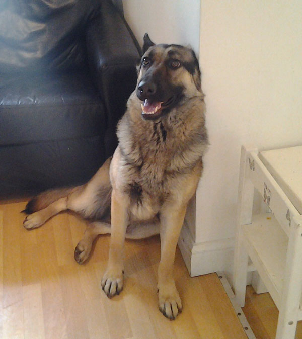 lexi 18 month old sable coated german shepherd