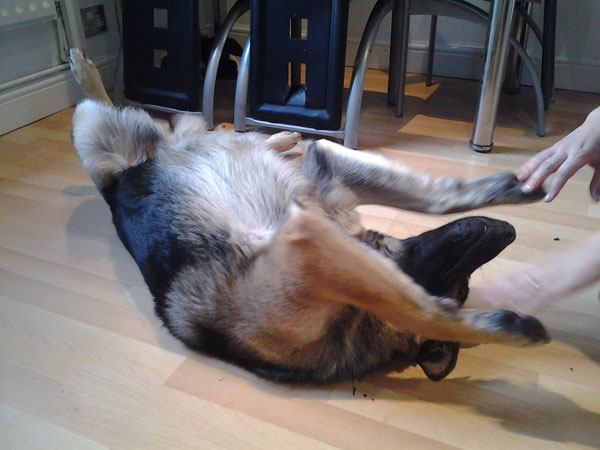 Lexi the gsd loves a tummy tickle