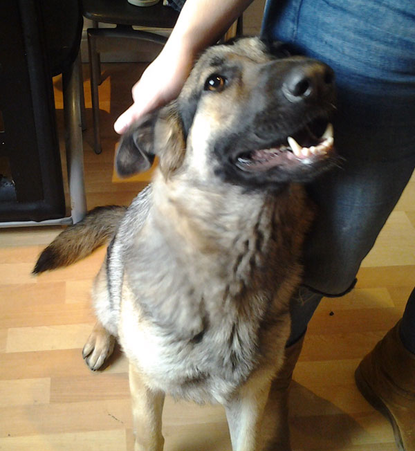 lovely lexi, young german shepherd girl