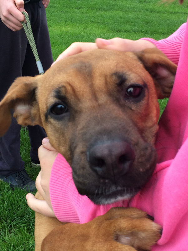 Puppy Lexi the GSD / boxer cross is just 6 months old and in rescue