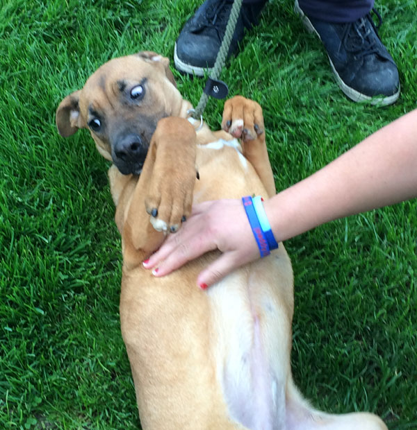 Lexi the puppy loves tummy tickles