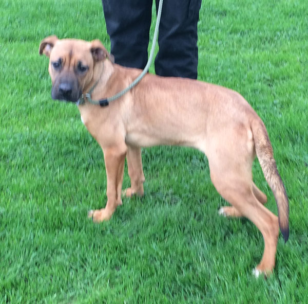 Lexi the boxer / gsd cross puppy is such a pretty girl