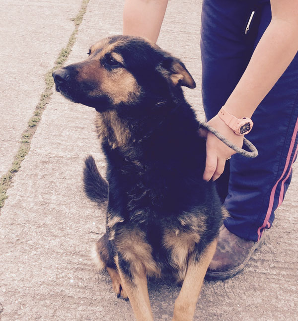 lovely chilled out german shepherd Linda