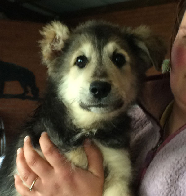 Lito the romanian puppy is still beautiful despite havng one ear and his tail chopped off?