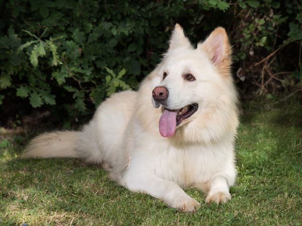 Logan the white german shepherd says would you like to play?