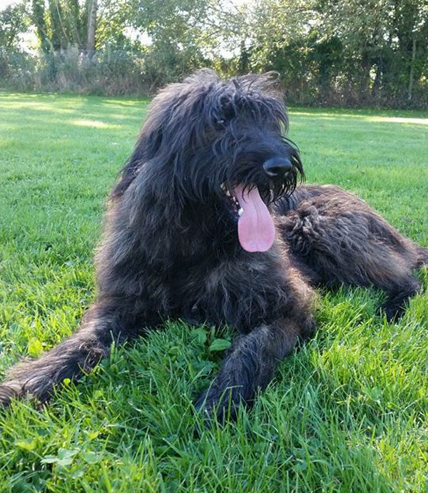 Lola - A shaggy dog story!