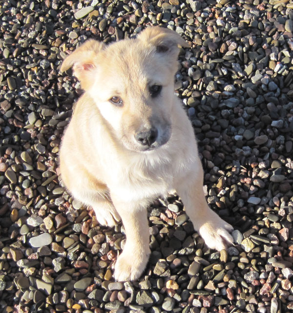 sweet little puppy lottie