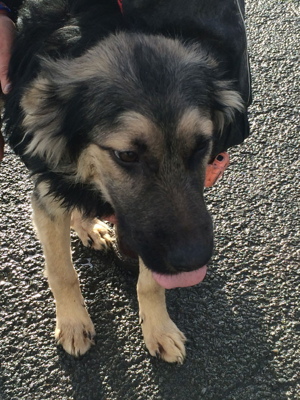 poor traumatised german shepherd cross puppy needs a home