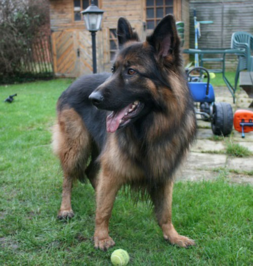 luca stunning gsd