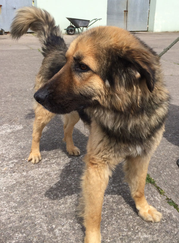 lucian handsome carpathian shepherd dog