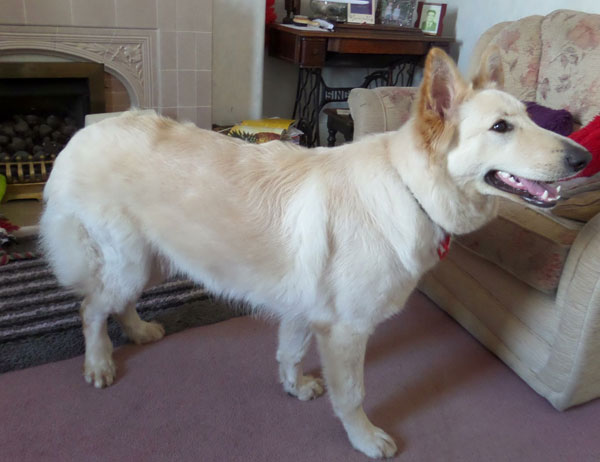 Luna the white german shepherd is an urgent rehoming case