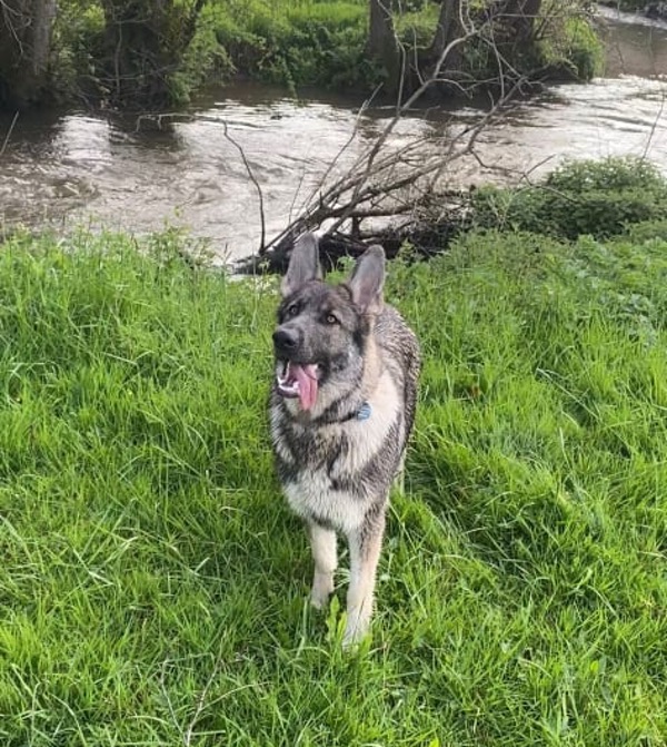 Luna - Bridport