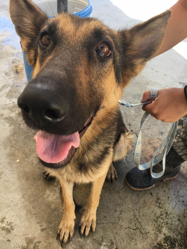 Luna the gsd rescued from the pound has such  beautiful face and eyes.